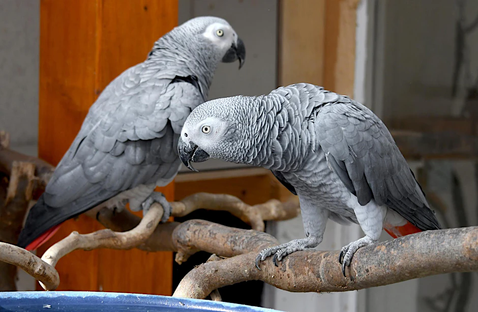 Rocco (l) mit seiner neuen Partnerin Rosa.