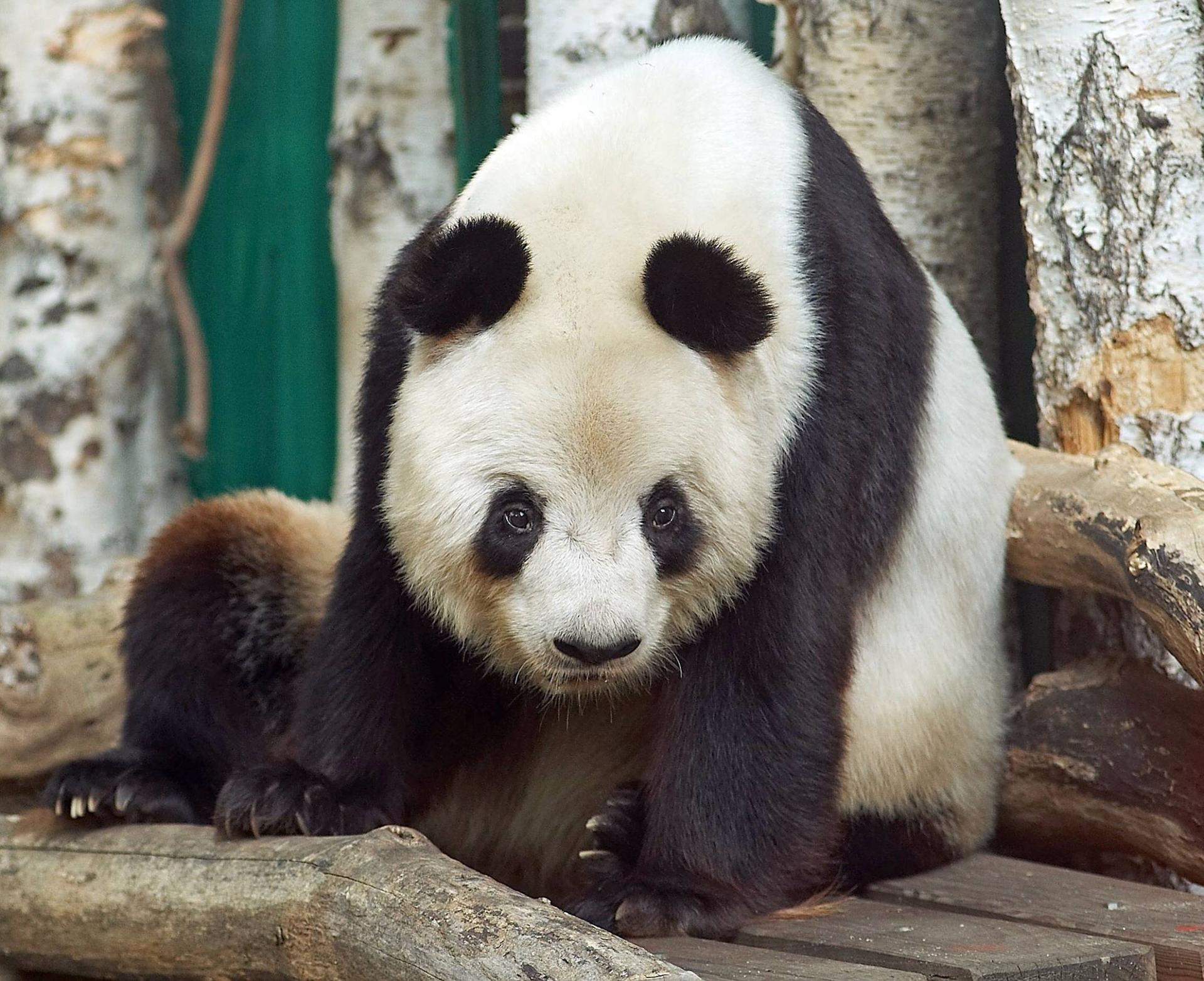 Bao Bao war lange der Star im Berliner Zoo.