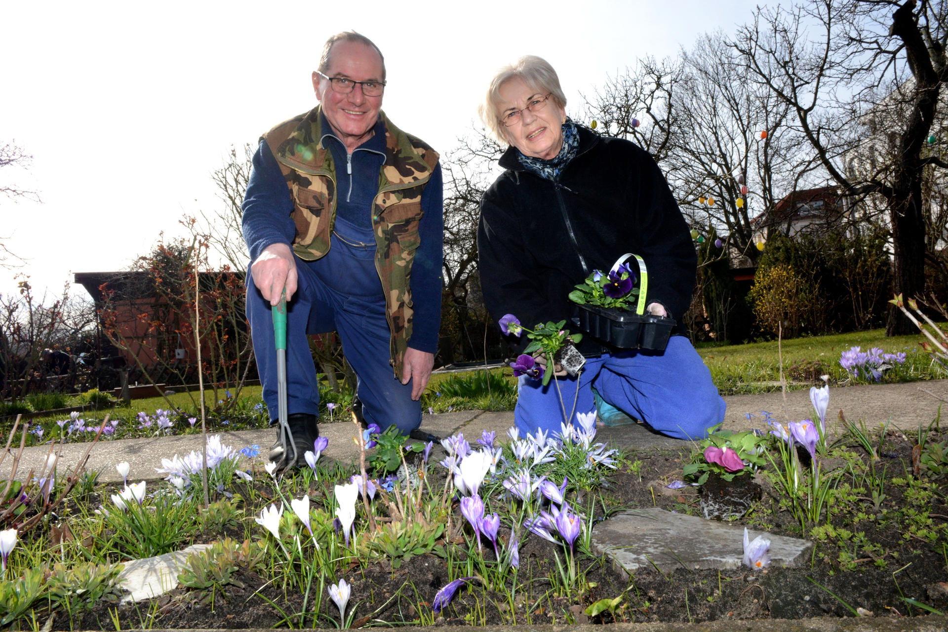 Werner und Brigitta Rowold pflanzen die gerade gekauften Stiefmütterchen in ihr Blumenbeet.