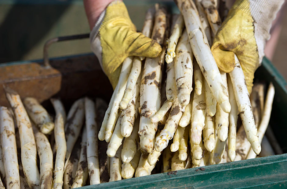 Kalorienarm und gesund: Der erste Beelitzer Spargel ist da.
