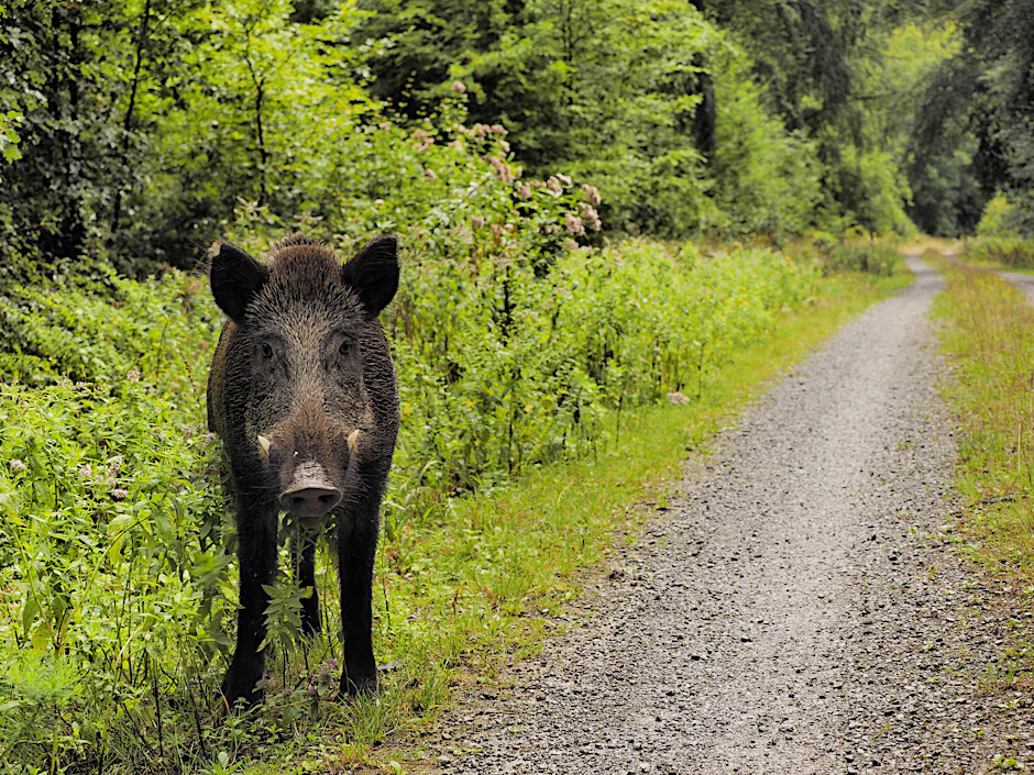 Wildschweine in Brandenburg (Symbolfoto)