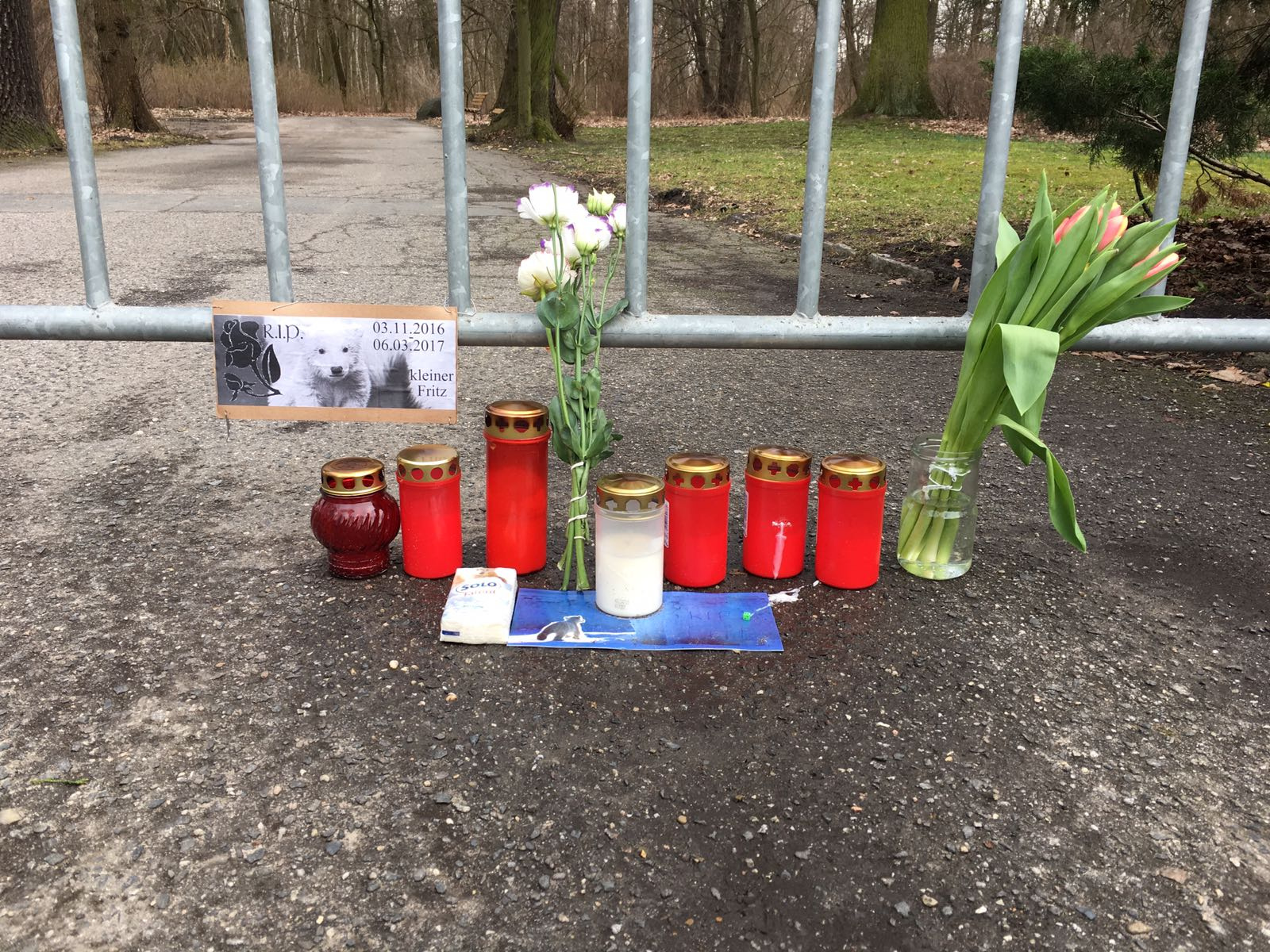 Grabkerzen, Blumen und Zeichnungen haben trauernde Fritz-Fans vor das Eisbärengehege im Tierpark gestellt.