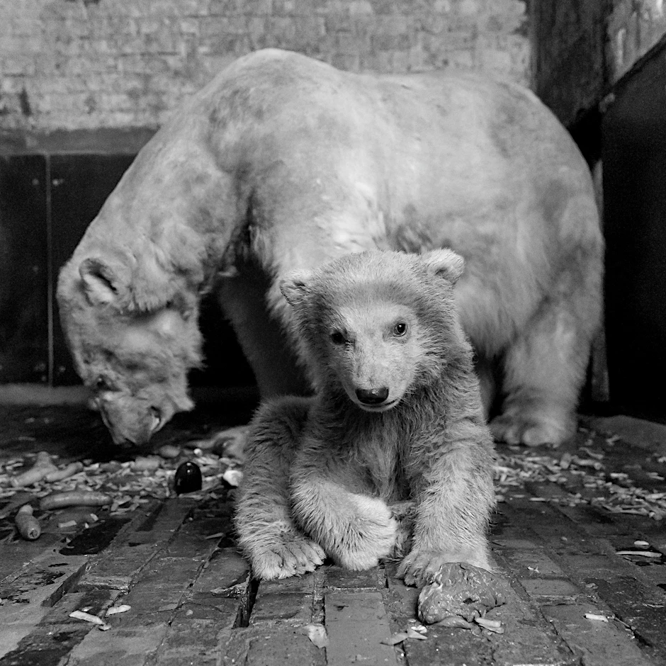 Der kleine Fritz aus dem Tierpark ist tot.