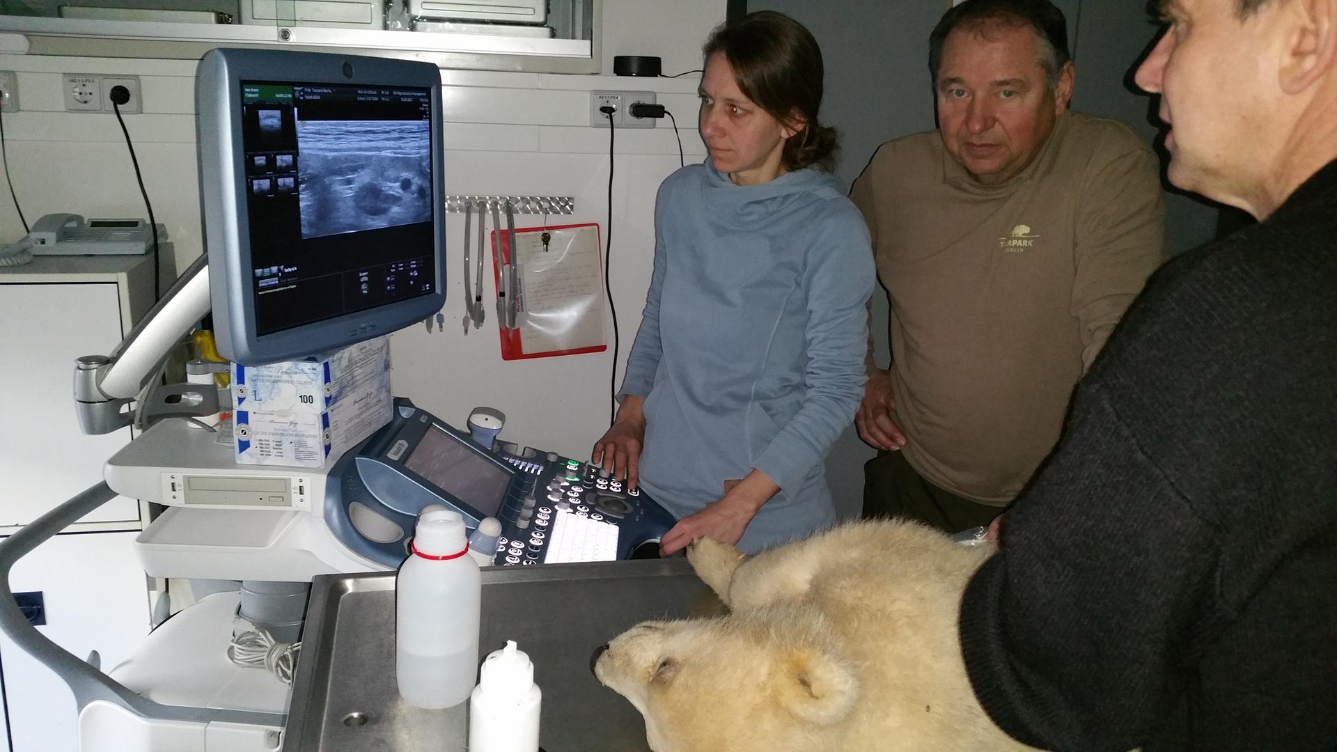 Eisbär Fritz beim Tierarzt: Er hatte eine massive Leberentzündung. Kurz nach der Untersuchung starb das Jungtier.