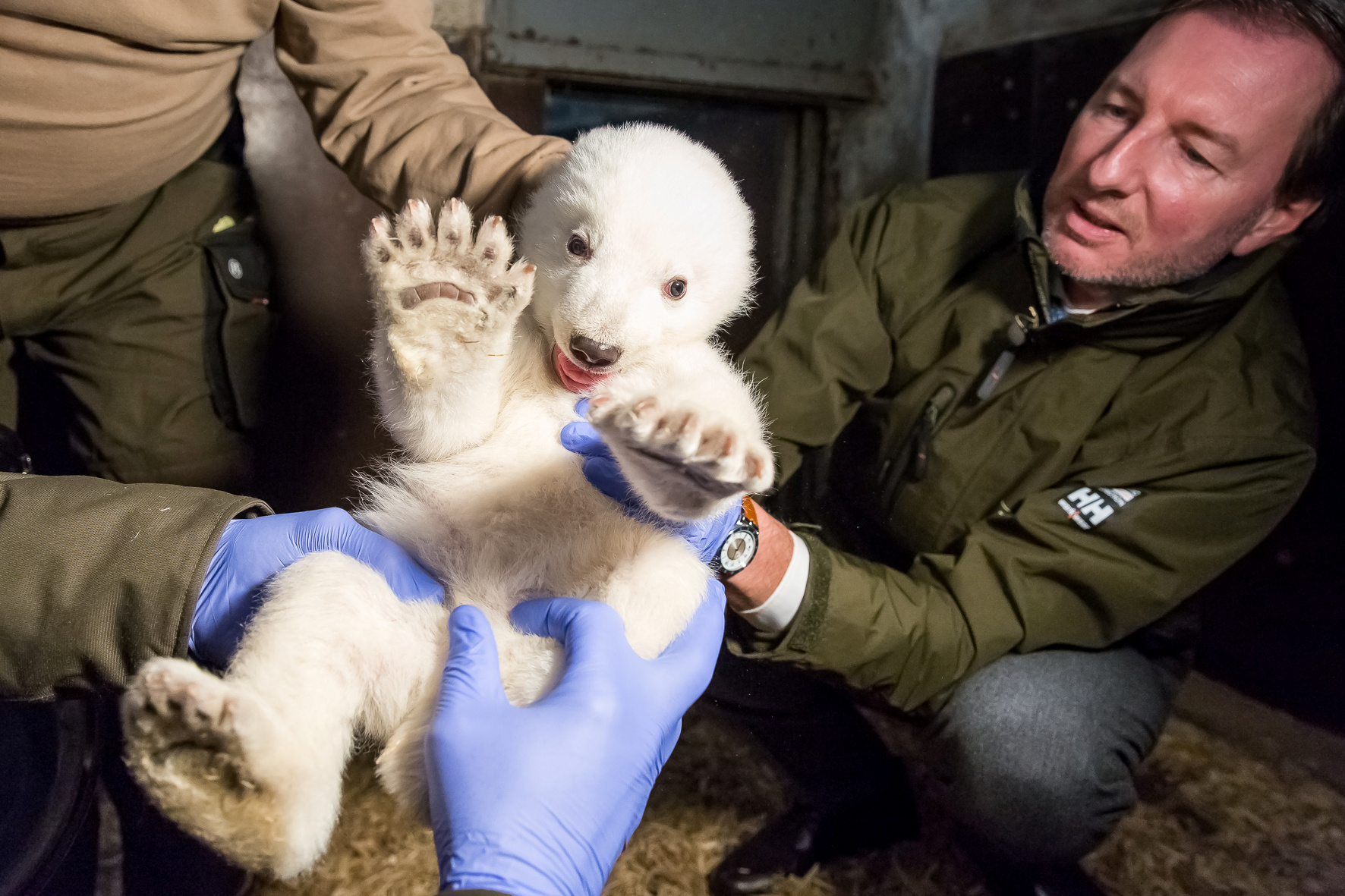 Tierpark-Chef Knieriem bei Eisbär Fritz.