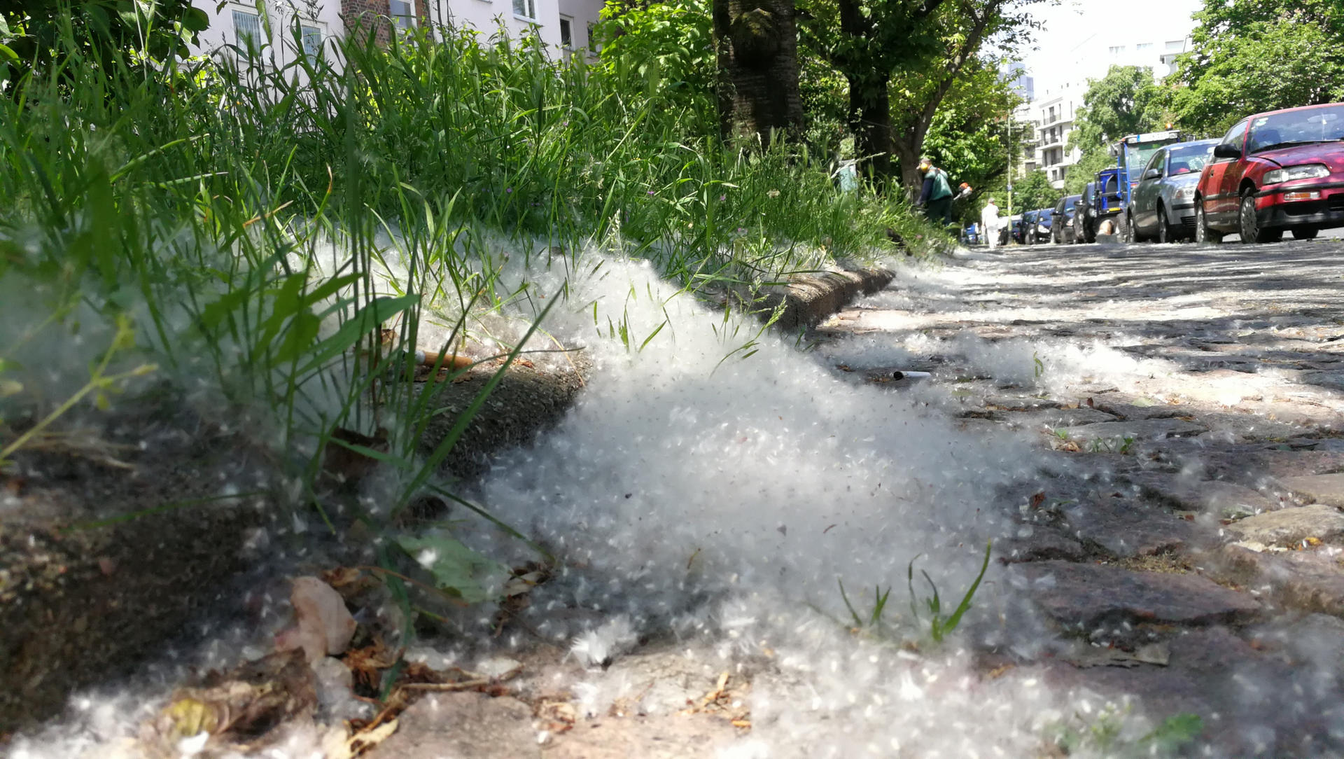 Lästig und brandgefährlich: Invasion der Pappel-Samen in Berlin