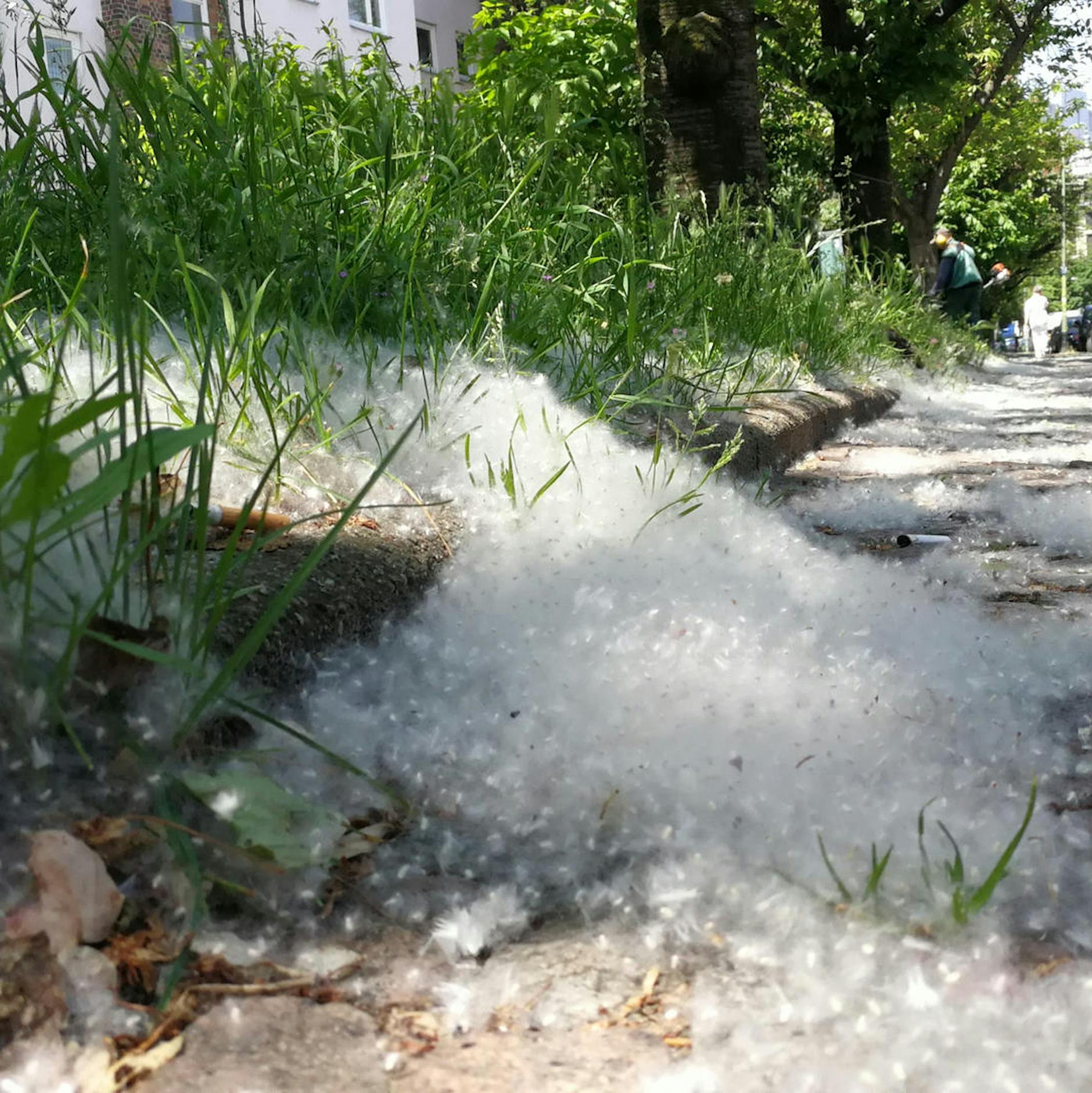 Lästig und brandgefährlich: Invasion der Pappel-Samen in Berlin