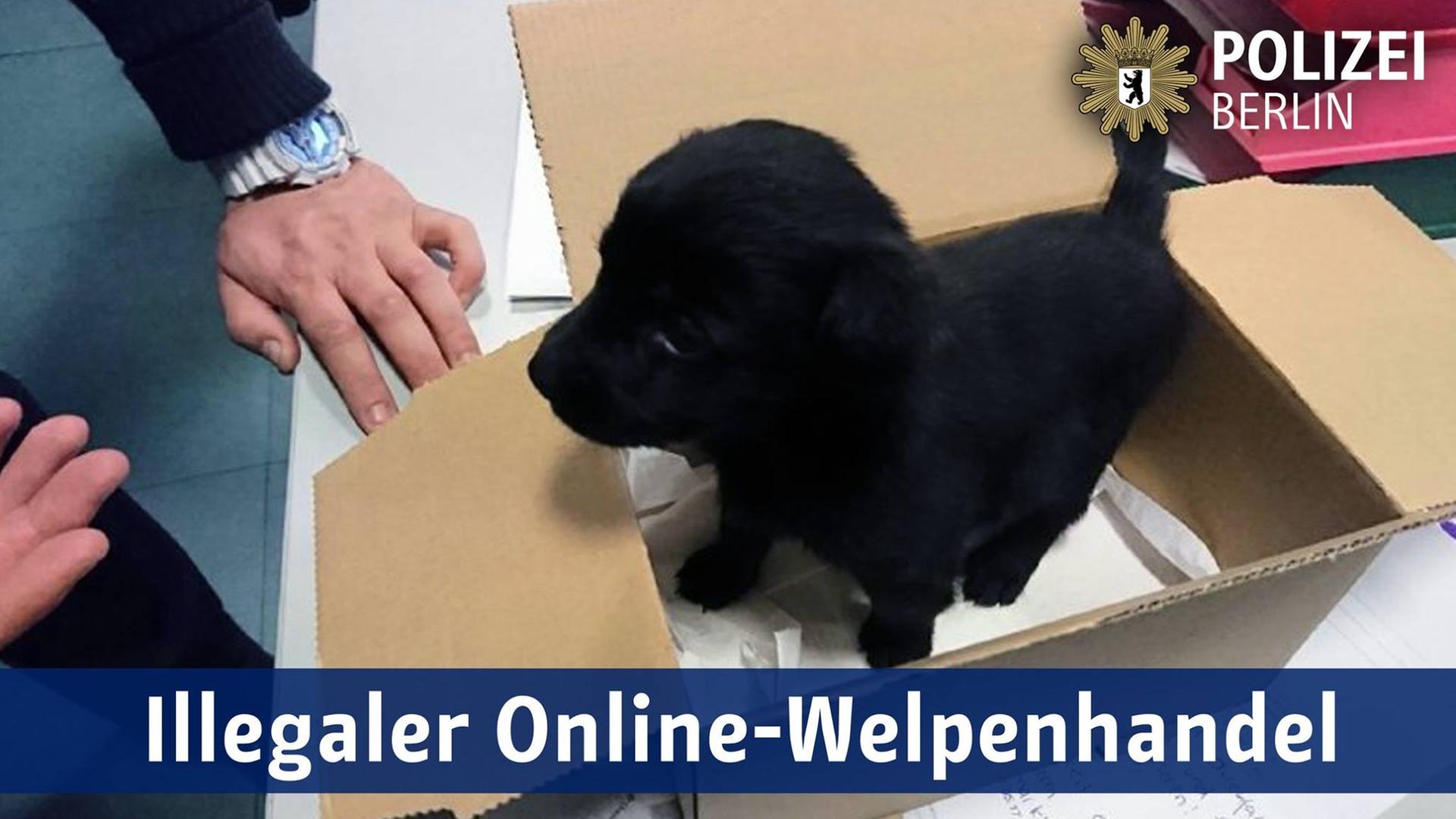Die Polizei warnt vor unseriösen und illegalen Inseraten, in denen Tiere angeboten werden.