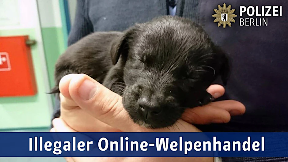Polizisten des Abschnitts 35 brachten den vier Wochen alten Welpen in Sicherheit.