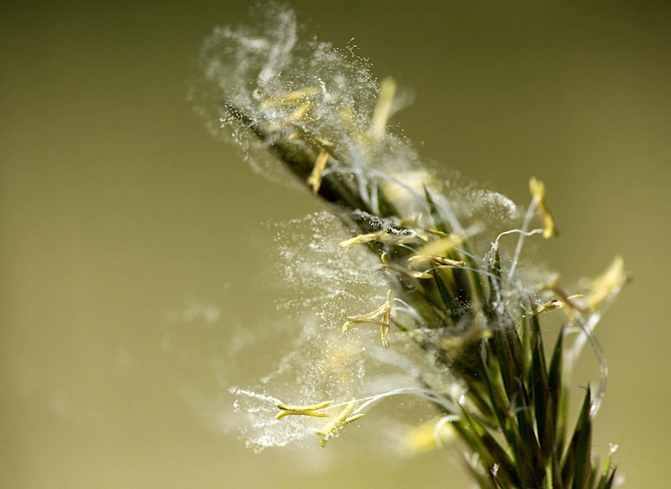 Man kann sich leicht vorstellen, wie schnell die Pollen und Gräser in der trockenen Hitze der letzten Tage Feuer fangen.