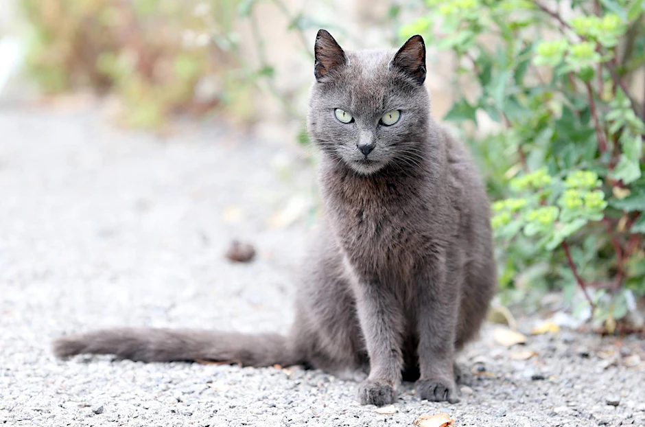 Die geforderte Verordnung würde Katzenbesitzer dazu verpflichten, freilaufende Tiere kastrieren zu lassen.