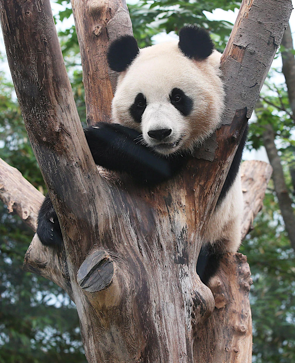 Pandas im Zoo halten zu dürfen, ist eine besondere Auszeichnung für Berlin.