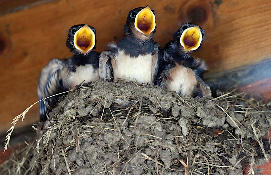 In den Schwalben-Nestern sind die Jungvögel jetzt meist schon geschlüpft. 