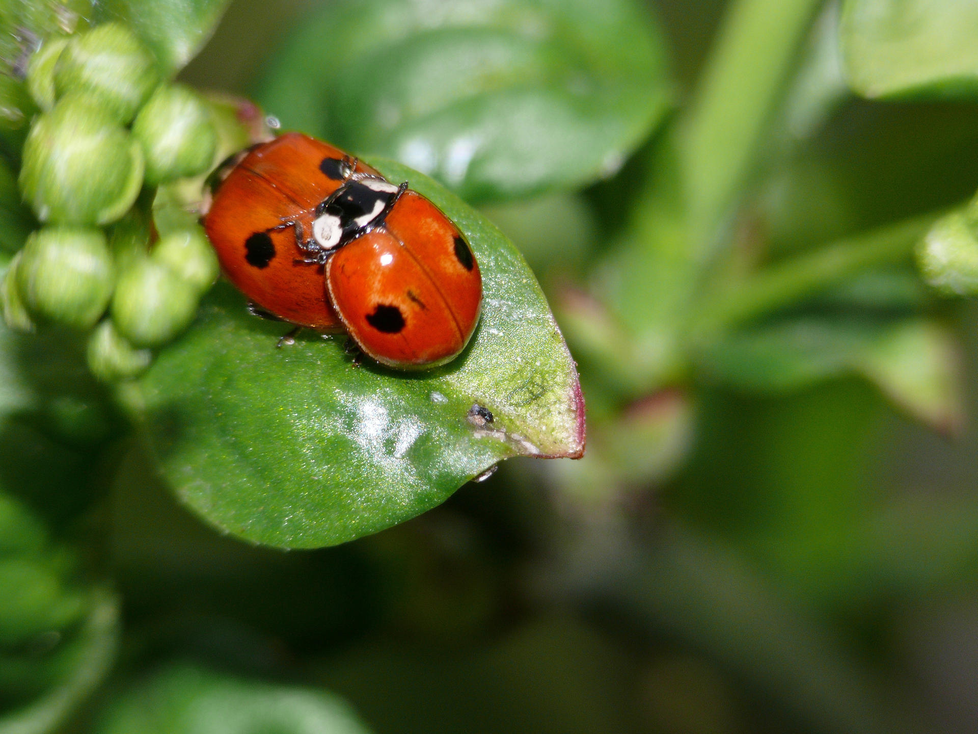 Der Zweipunkt-Marienkäfer wird zum Opfer von Parasiten aus dem Nachwuchs des Asiatischen Marienkäfers.