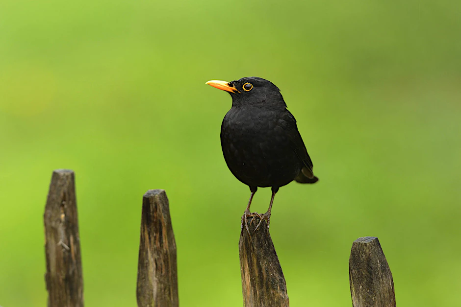 Die Amsel ist nicht nur unsere häufigste Drosselart, sie ist in Deutschland die häufigste Vogelart überhaupt.