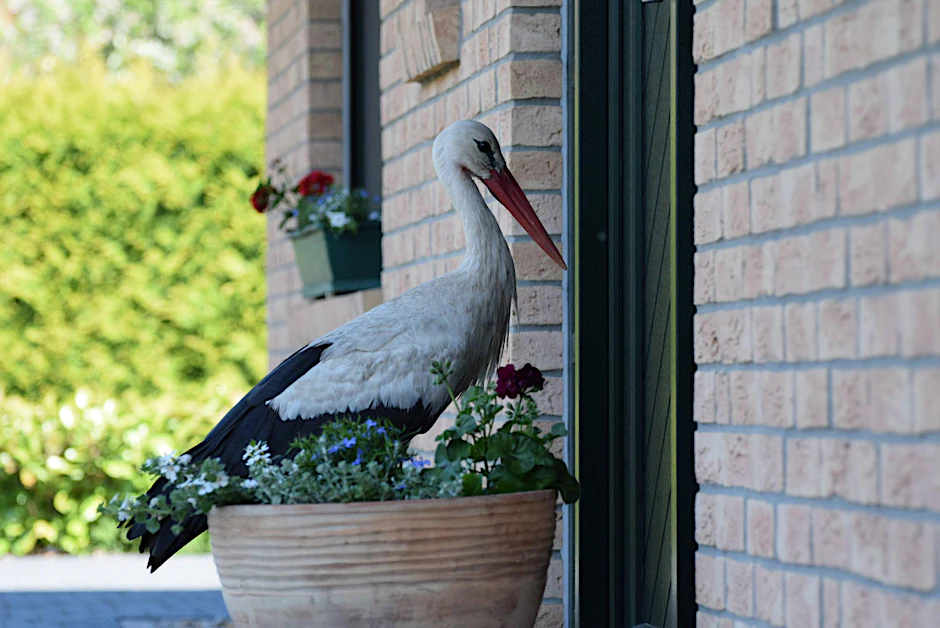 Randale-Storch Ronny: Weil er im letzten Jahr keinen Partner fand, drehte der Vogel durch.