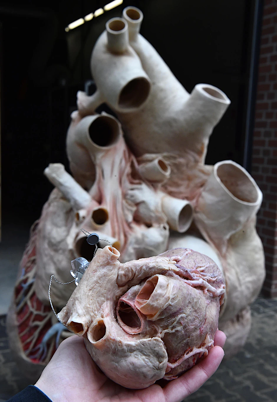 Das Herz eines Blauwals wiegt nach der Plastination rund 300 Kilogramm.