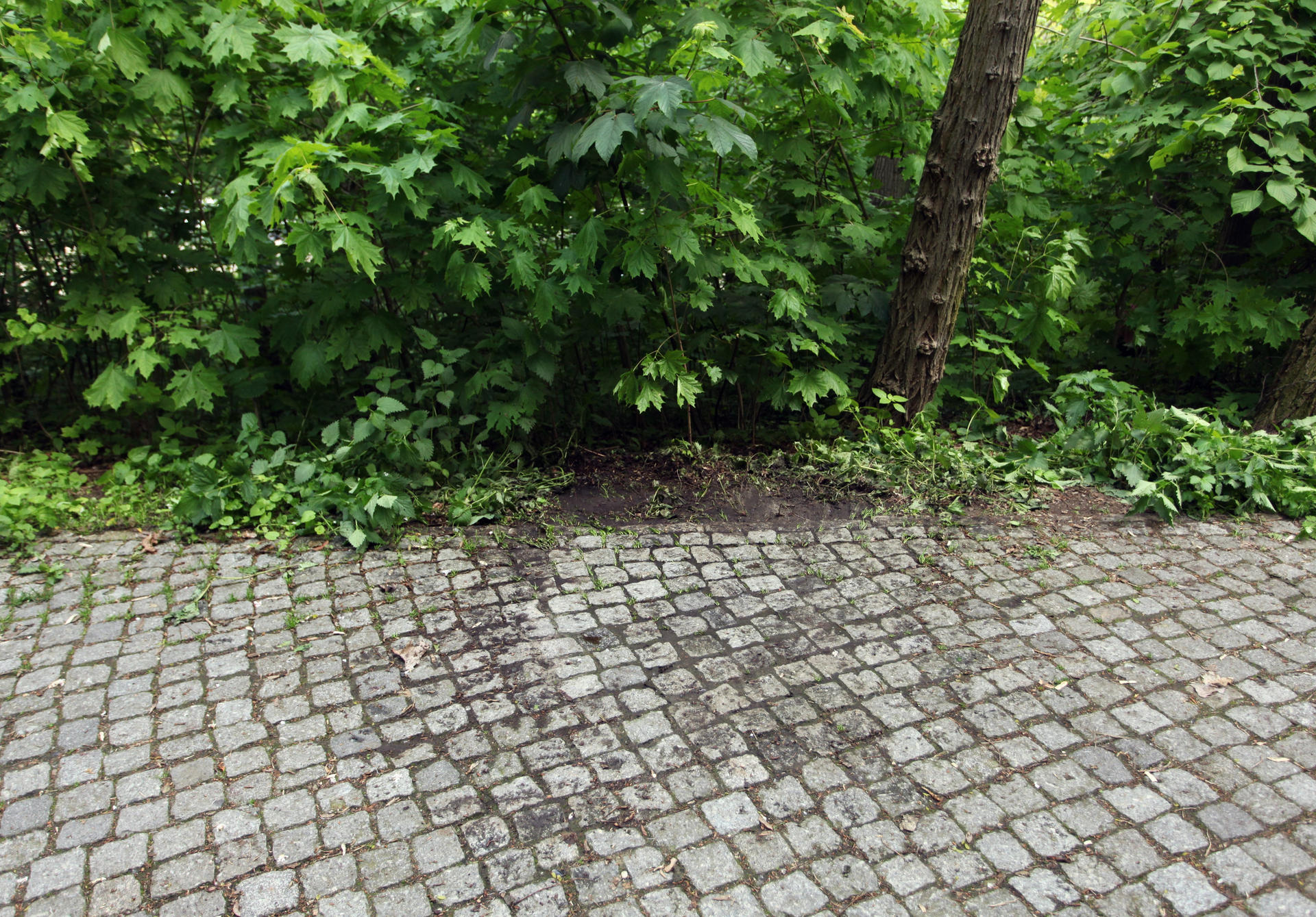 Auf diesem Weg im Volkspark Friedrichshain wurde Stefan Unterweger von einem Freund entdeckt.  