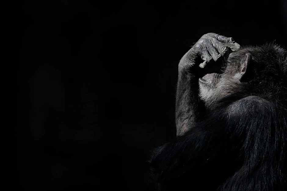 Auch für diesen Schimpansen wurde die Lage „von schlecht zu schlimmer“, beklagt Ex-Zoodirektor Claudio Bertonatti.