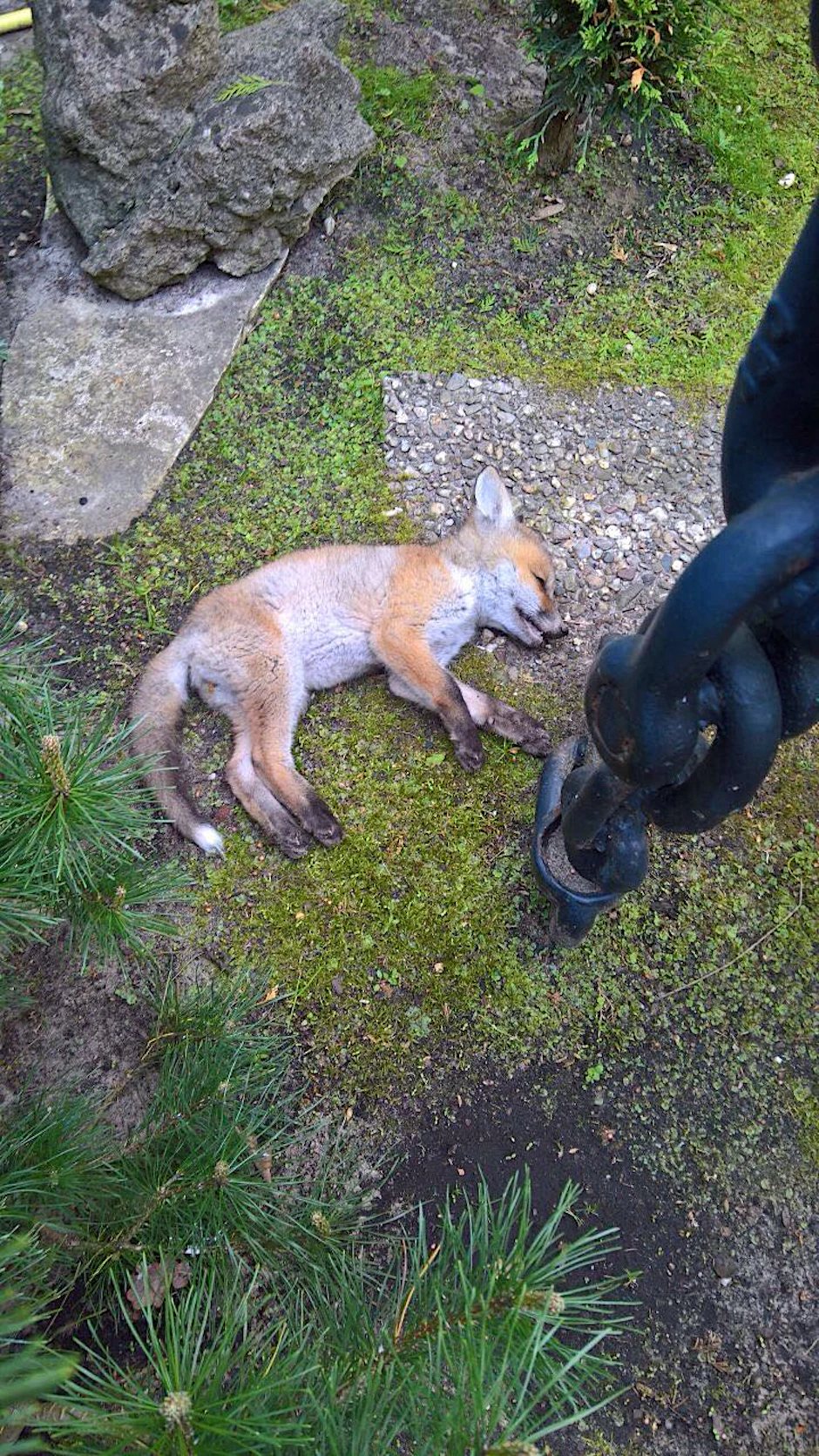 Ein toter Fuchs liegt im Garten eines Anwohners. Insgesamt vergifteten sich 14 Füchse.