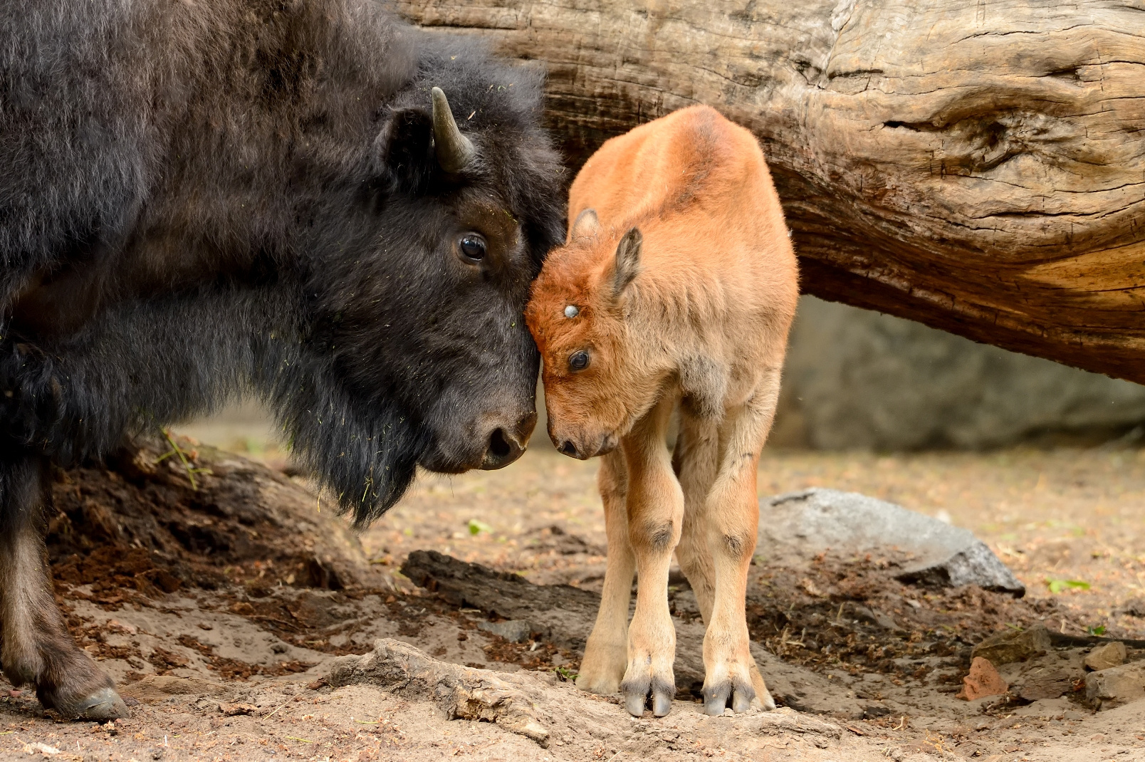Kuscheln mit Mama: Das Kälbchen bei den Waldbisons wurde am 22. Mai geboren.