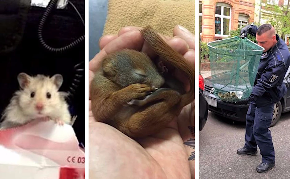 Hamster, Eichhörnchen, Entenküken: Hier hat die Polizei wirklich "tierische" Einsätze.