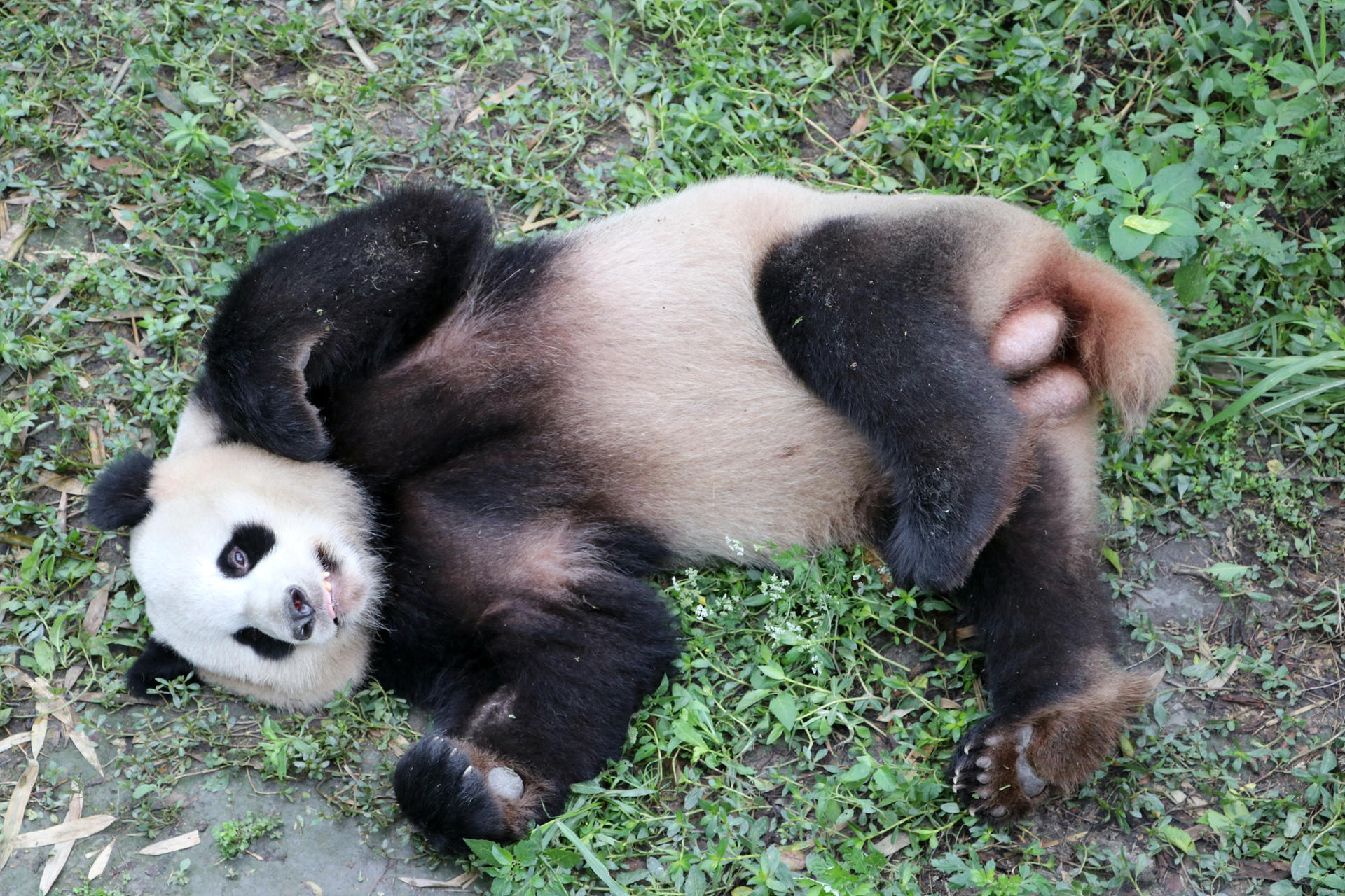 Hier liegt völlig entspannt Männchen Jiao Qing (7).