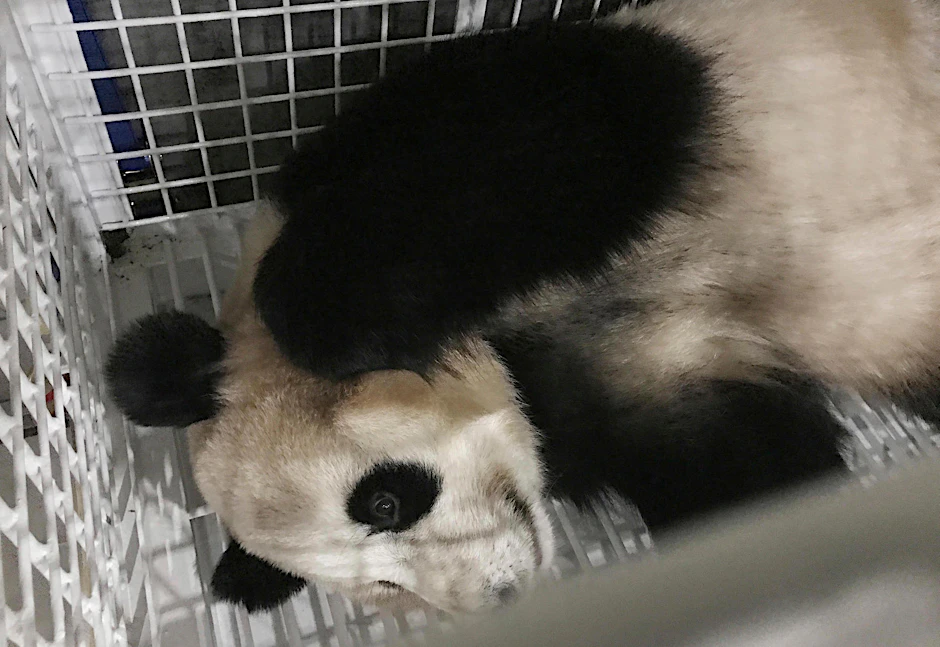 Rumlümmeln, schlafen, fressen – das sind die Hauptbeschäftigungen von Panda-Bären. Deshalb gelten Transporte der Tiere als unproblematisch.