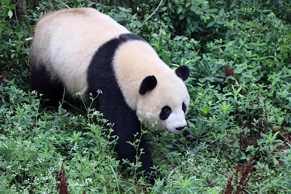 Da sind die Pandas für Berlin! Hier sehen wir Weibchen Meng Meng (4).