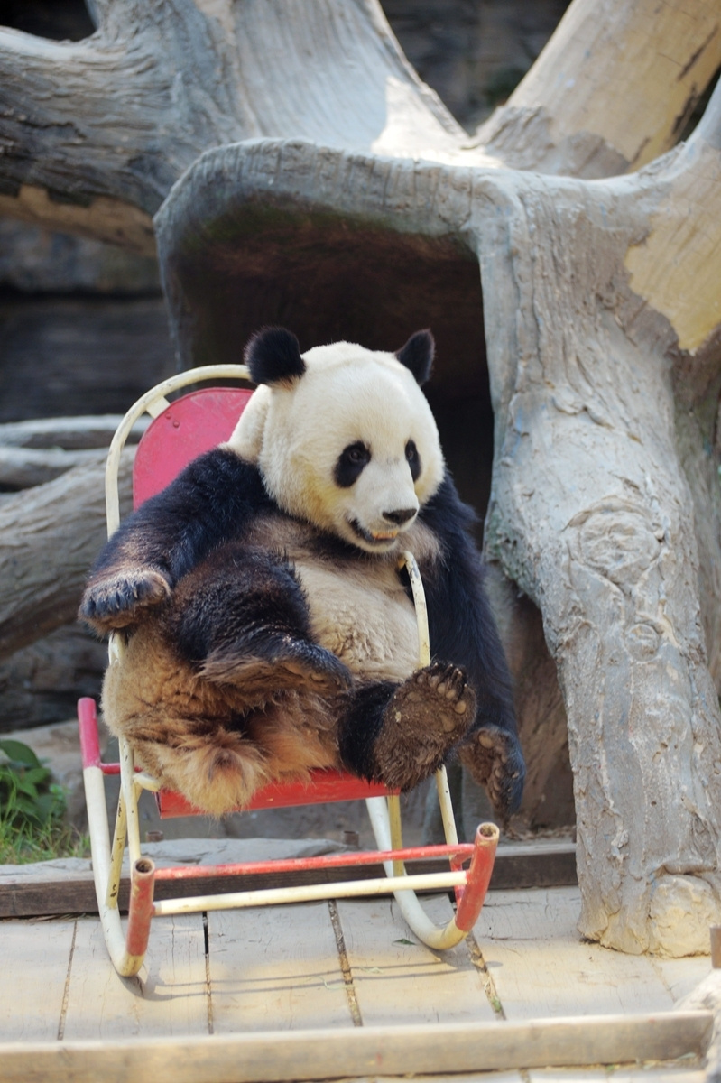 Relaxte Tiere, diese Pandas. Das liegt an ihrem Hauptnahrungsmittel Bambus. Der ist sehr kalorienarm.