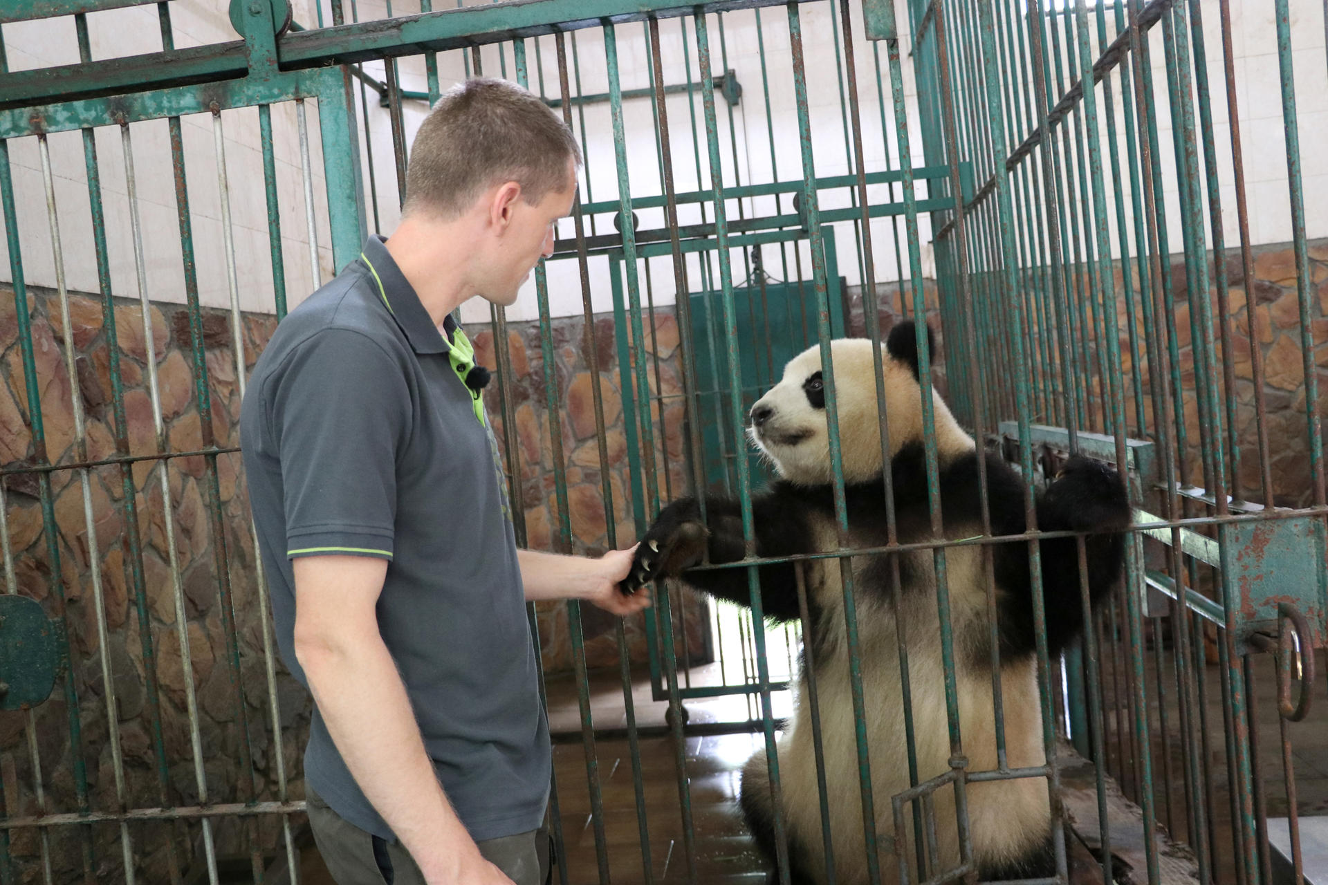 Zoo-Panda-Chef Christian Toll darf Mrs. Panda sogar streicheln.