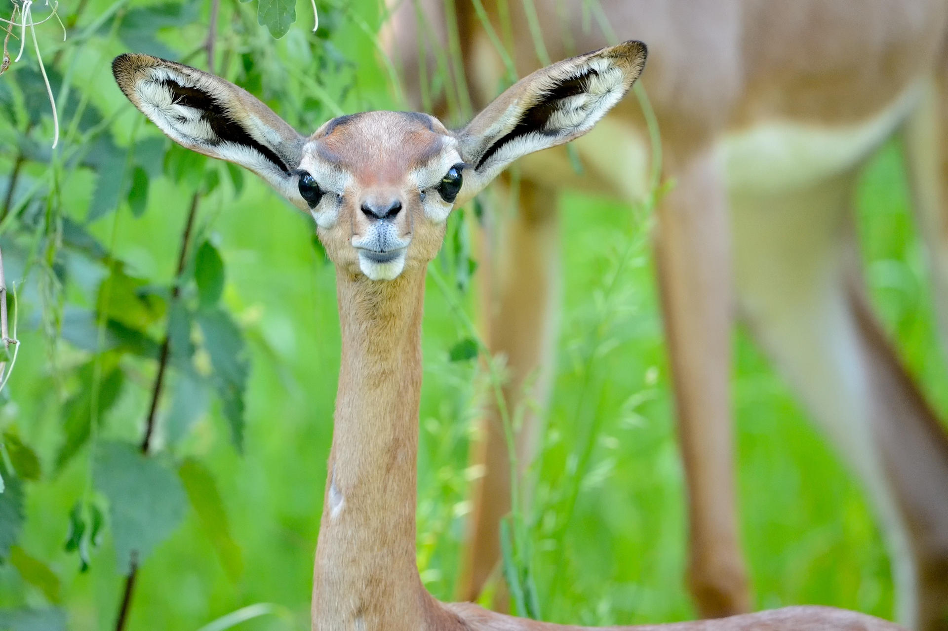 Giraffengazellen-Mädchen Thaba ist in der Tierpark-Kita das Jungtier mit den größten Lauschern. Am 21. April kam Thaba zur Welt.