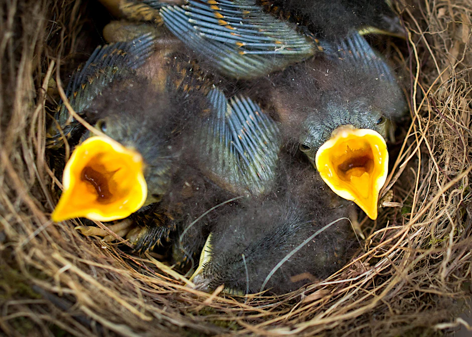 Schnabel auf: Junge Rotkehlchen im Nest warten auf ihre Mutter.