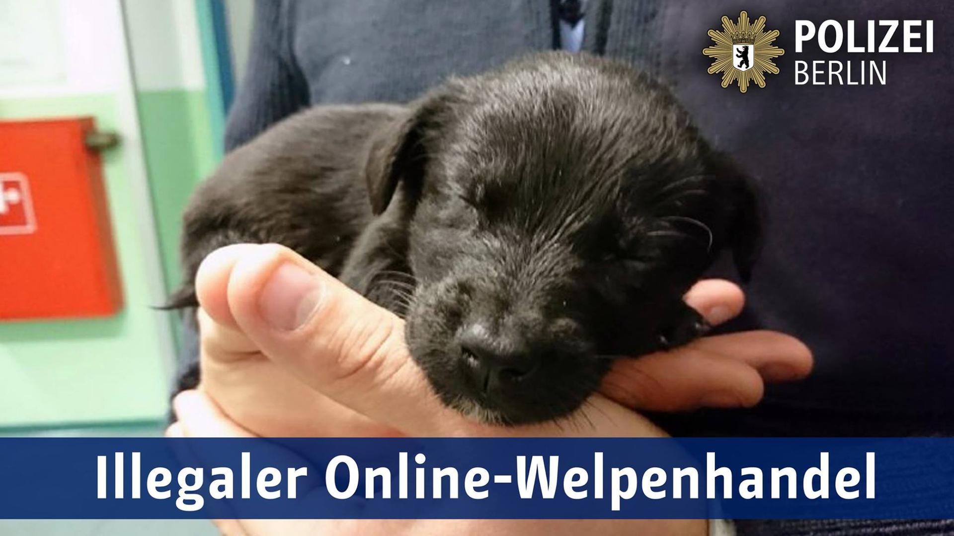 Dieser Welpe war gerade einmal vier Wochen alt.