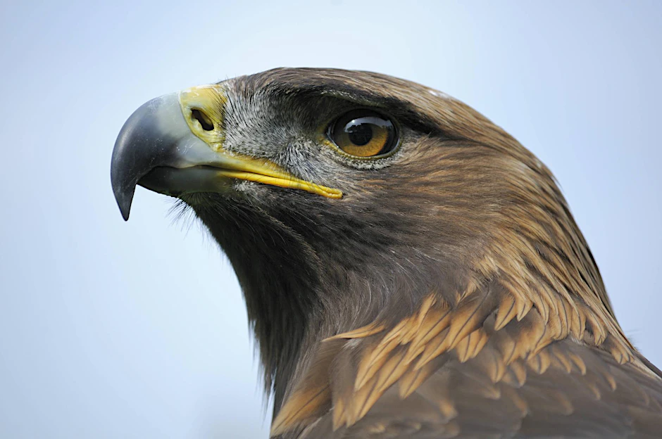 Schreiadler