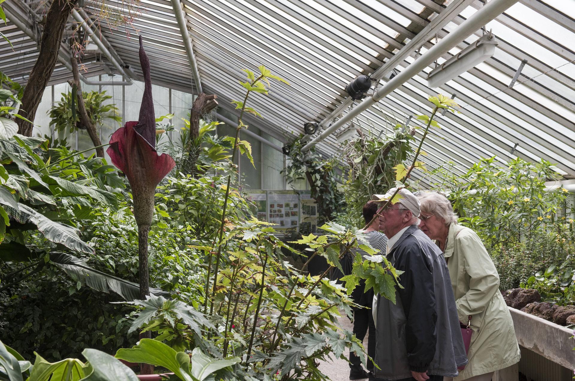 Seltener Gestank Titanenwurz blüht im Botanischen Garten in Berlin