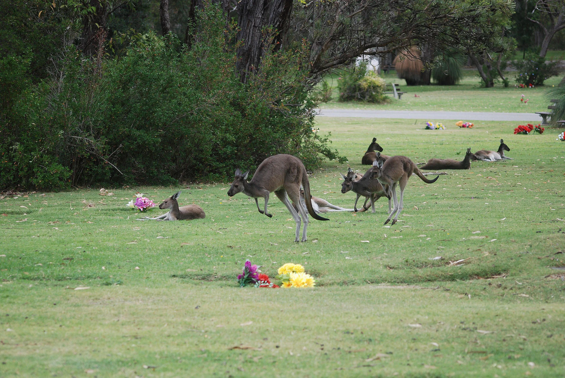 Australische Kängurus: Der Friedhof der Beuteltiere in Perth