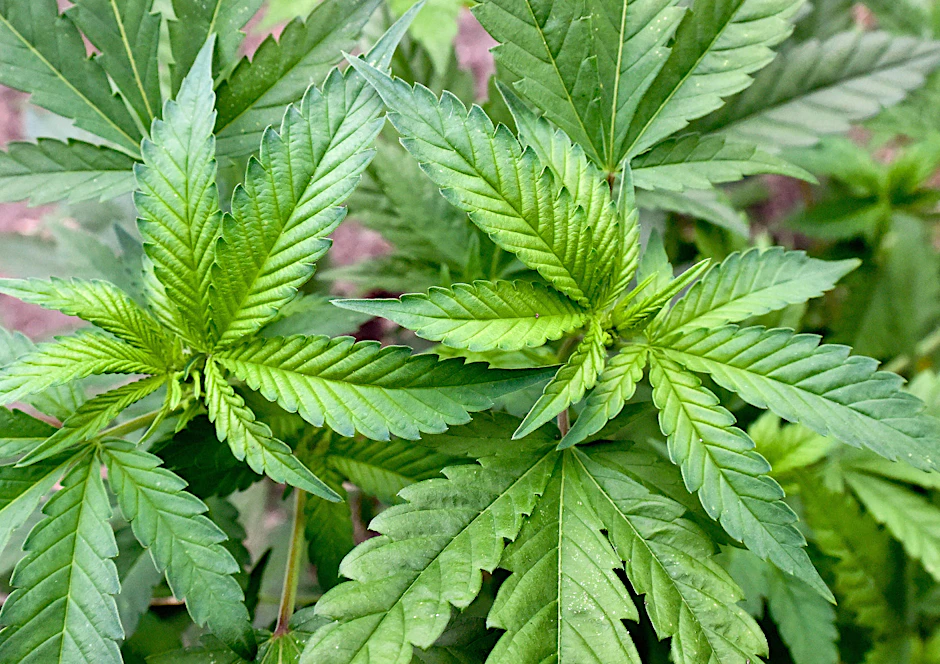 Cannabis. (Symbolbild)