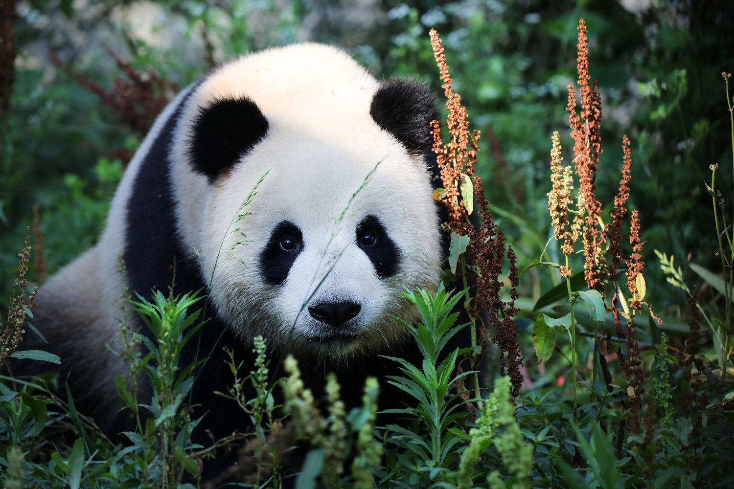 Image - Sperrbezirk im Berliner Panda-Zoo