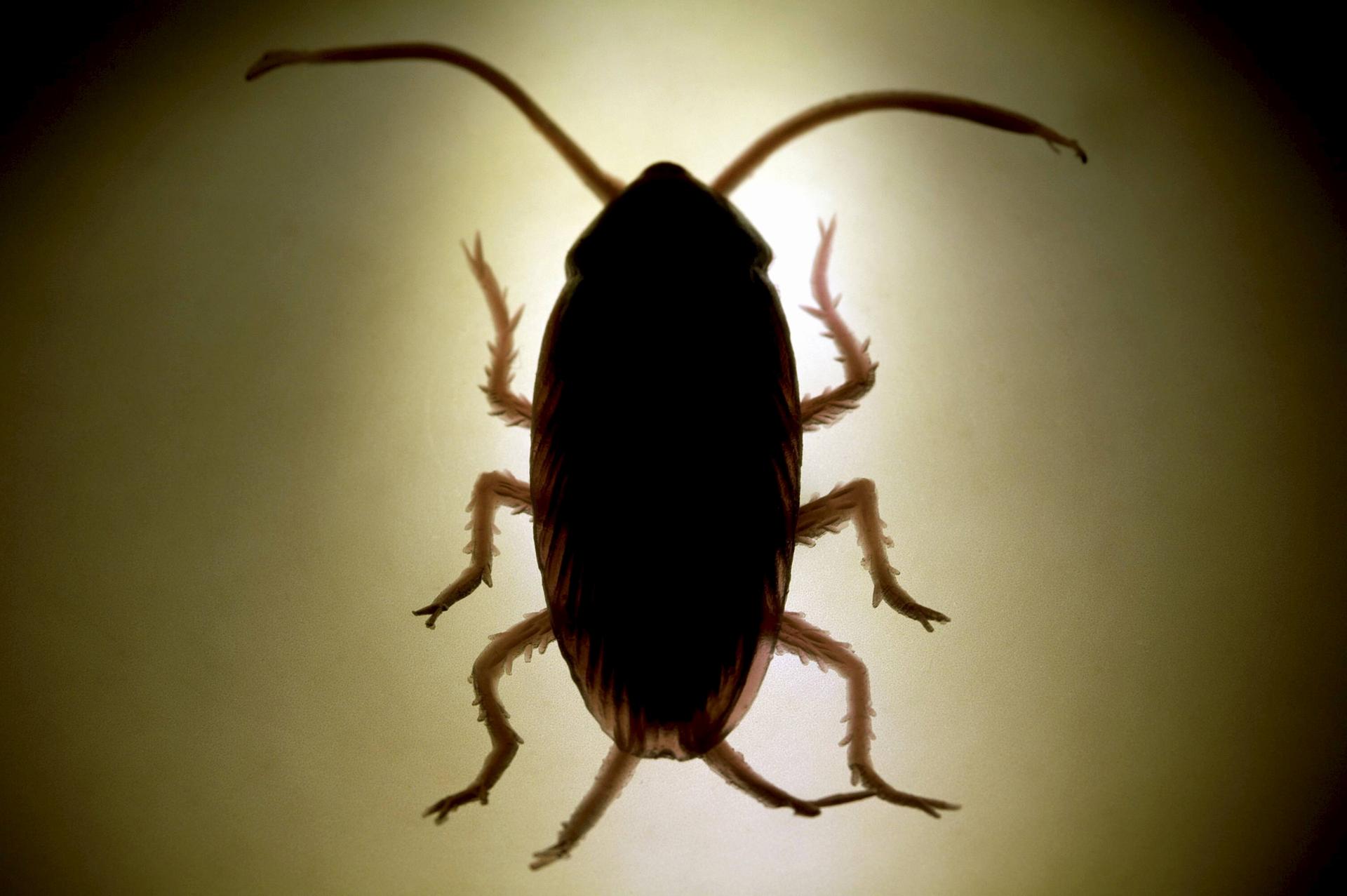 Image - Parasiten als Urlaubsmitbringsel: In diesem Sommer sind Kammerjäger besonders gefragt