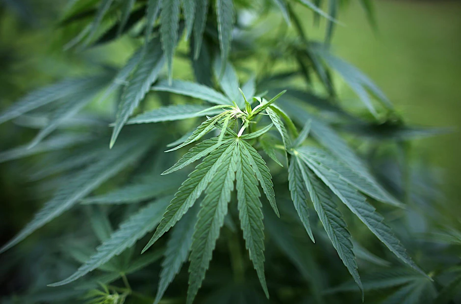 Hanfpflanzen (Cannabis)