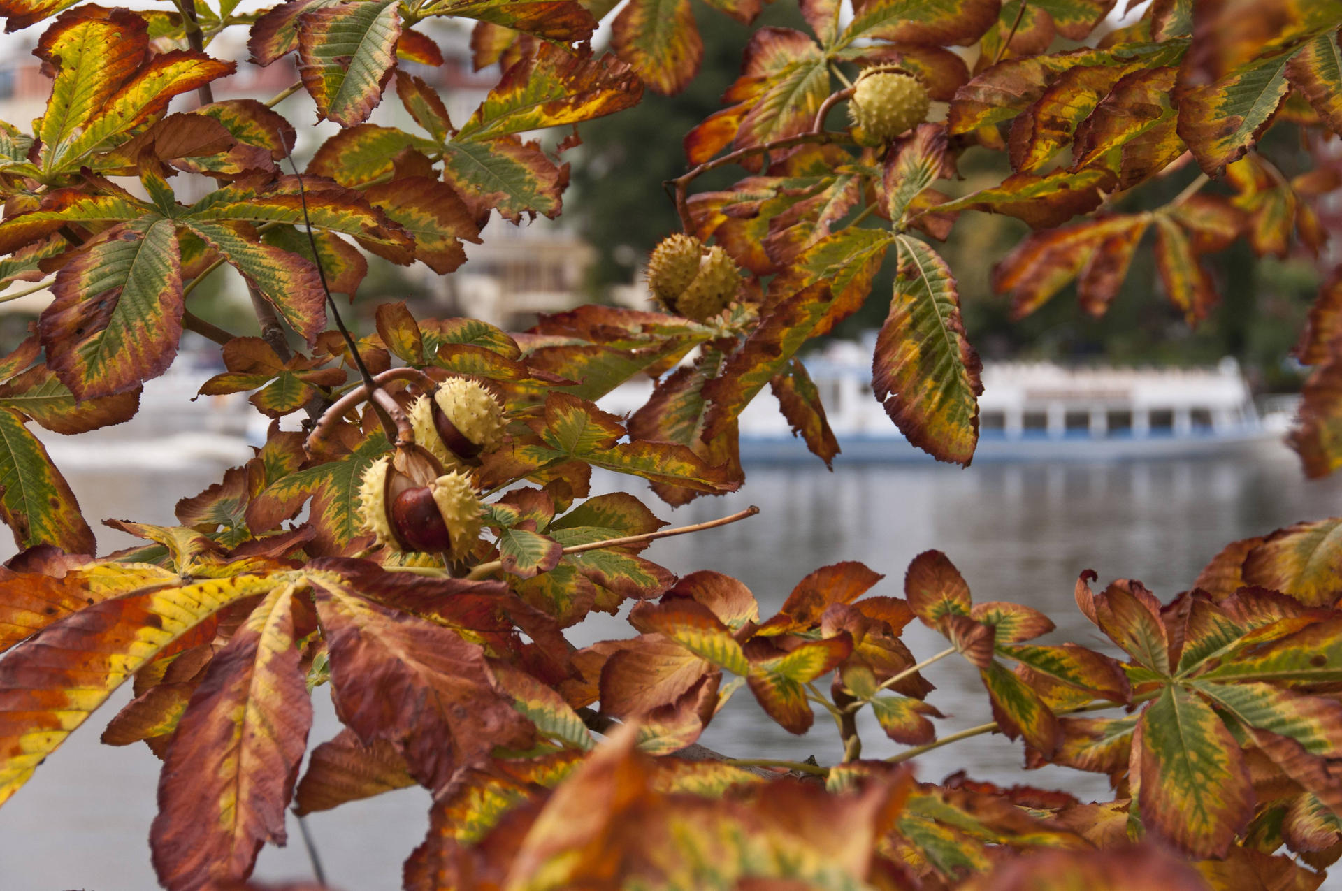 Miniermotte: Die braune Pest ist wieder da