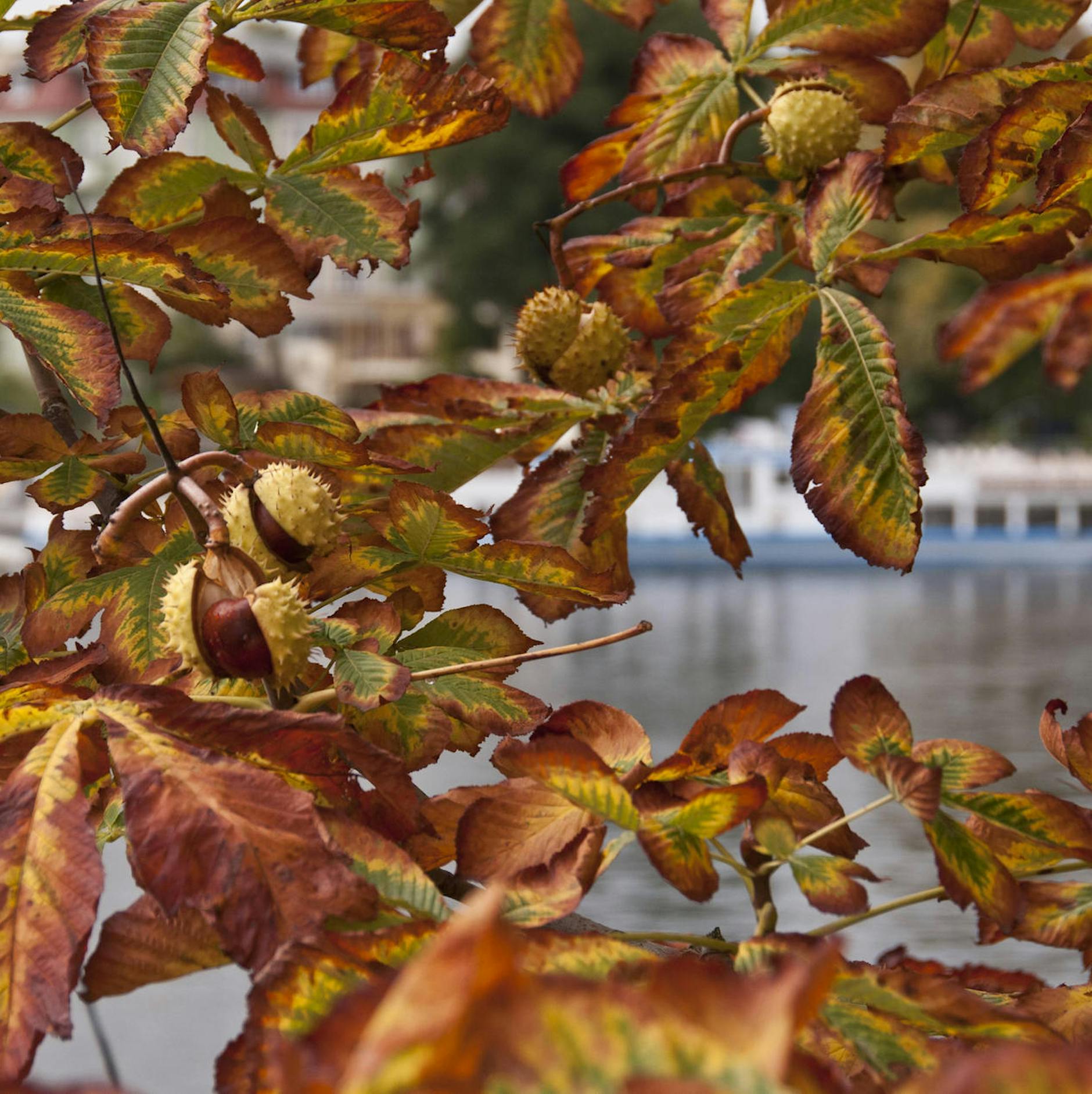 Miniermotte: Die braune Pest ist wieder da