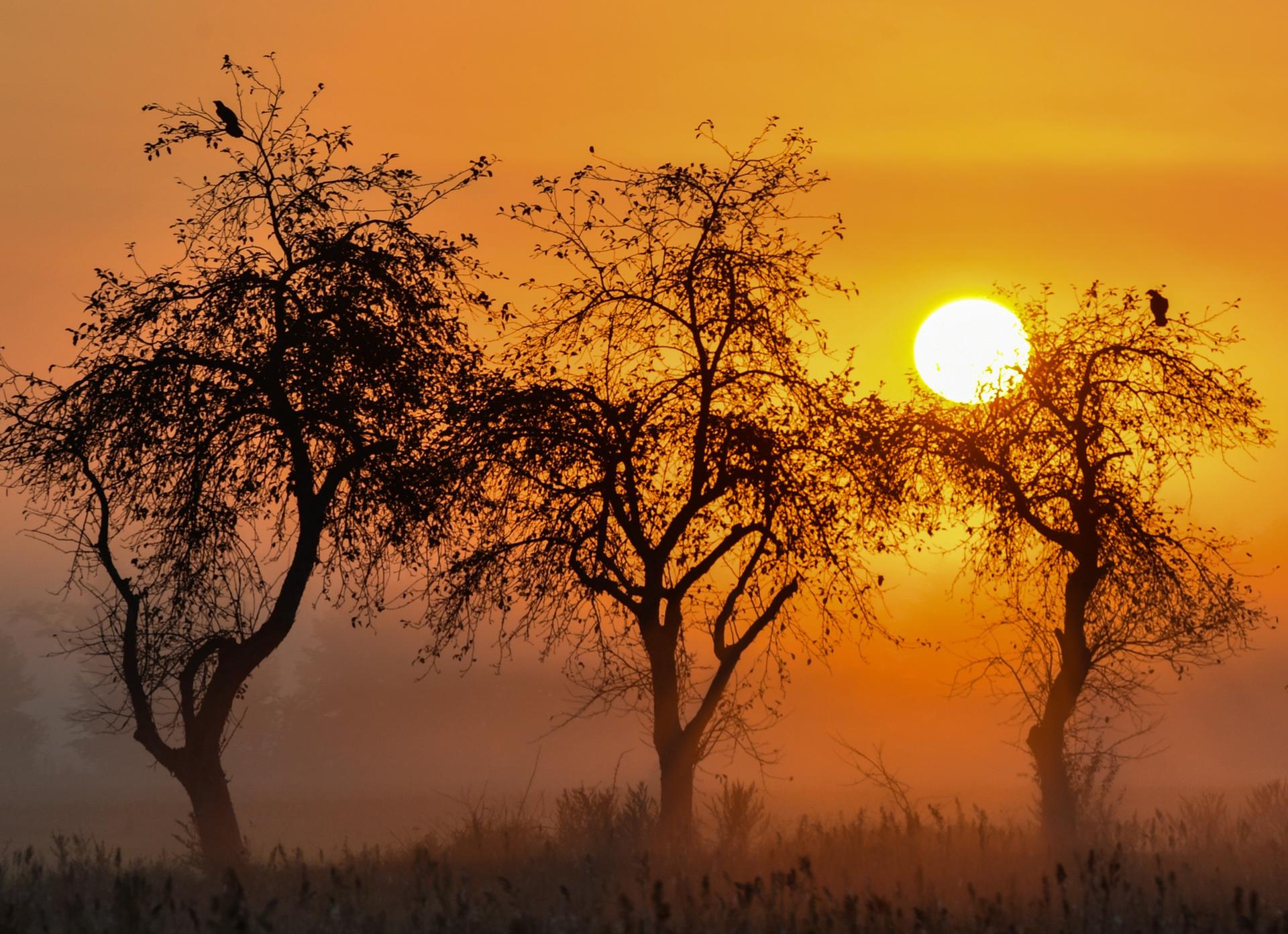 Image - Wetter-Vorschau: Frühnebel und Bodenfrost möglich: Bringt Hoch Queena uns den Goldenen Herbst in Berlin und Brandenburg?
