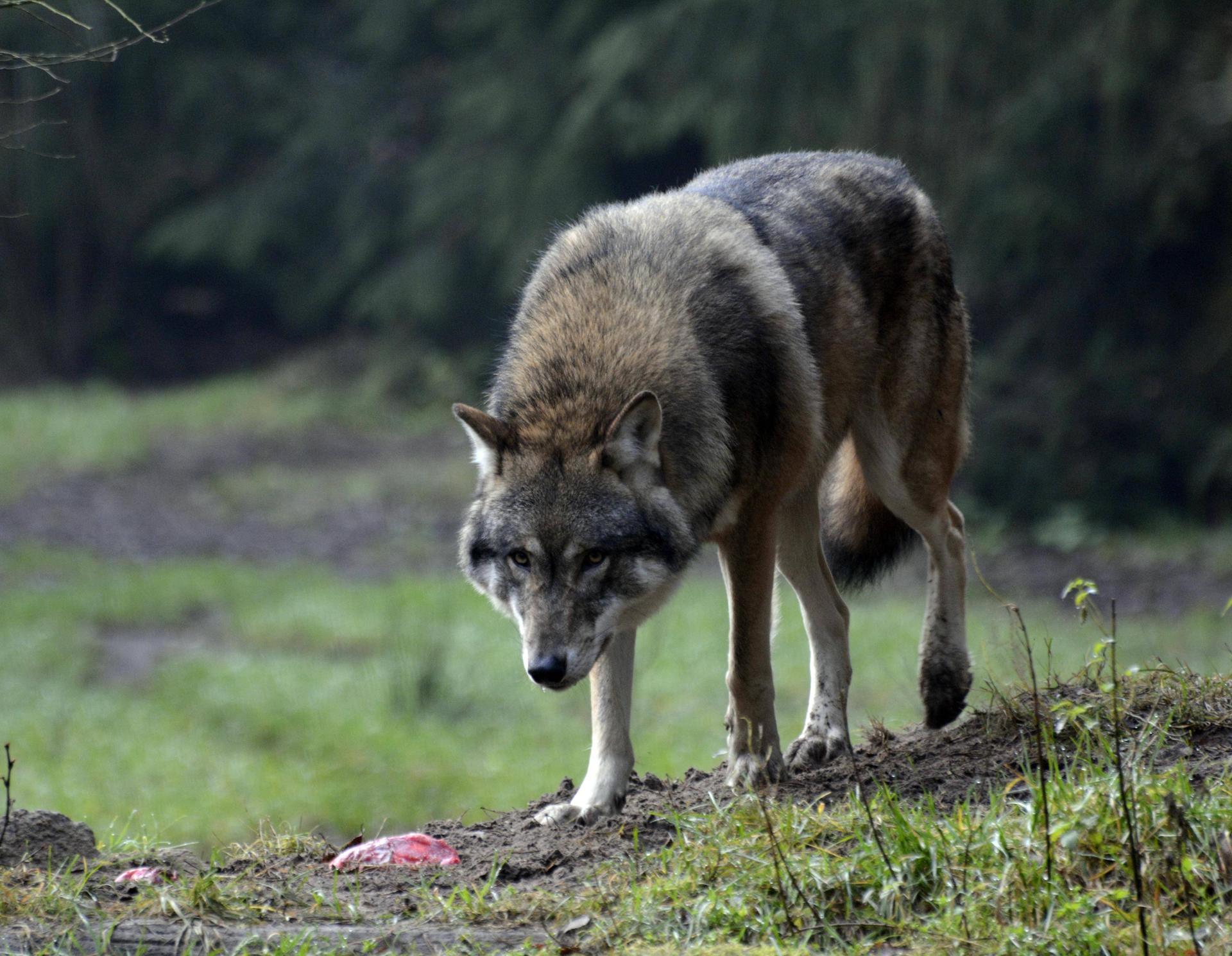 Image - Wer darf wann Wölfe töten?: Brandenburg verabschiedet erste „Wolfsverordnung“