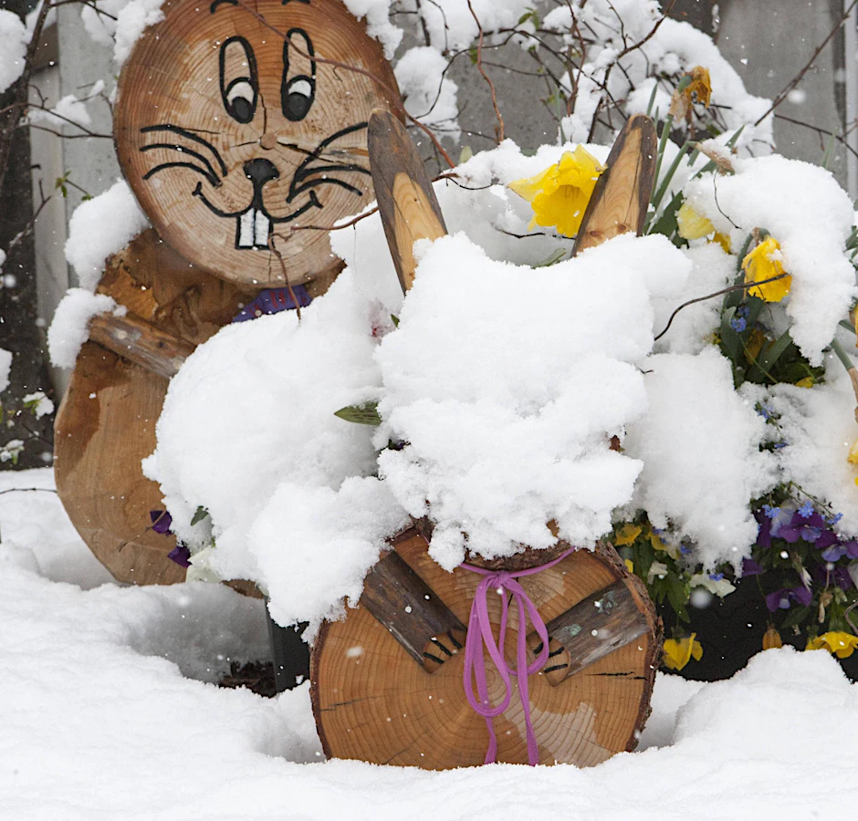 Eine alte Bauernregel besagt: „Weihnachten im Klee, Ostern im Schnee“.