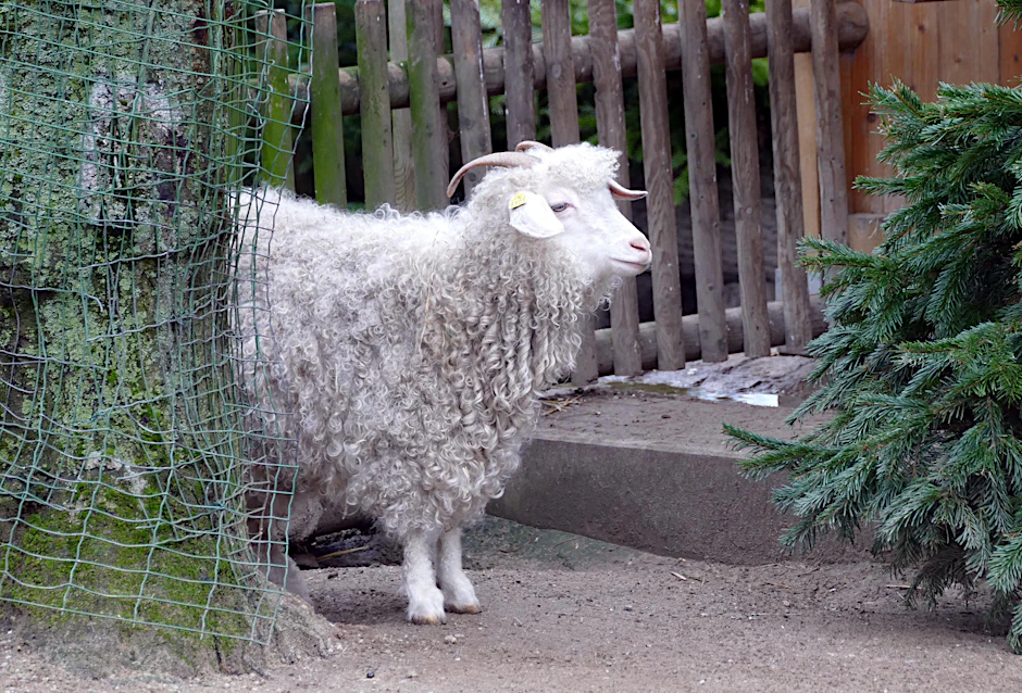 Die Angoraziege wurde im Tiergehege in der Hasenheide geschlachtet.