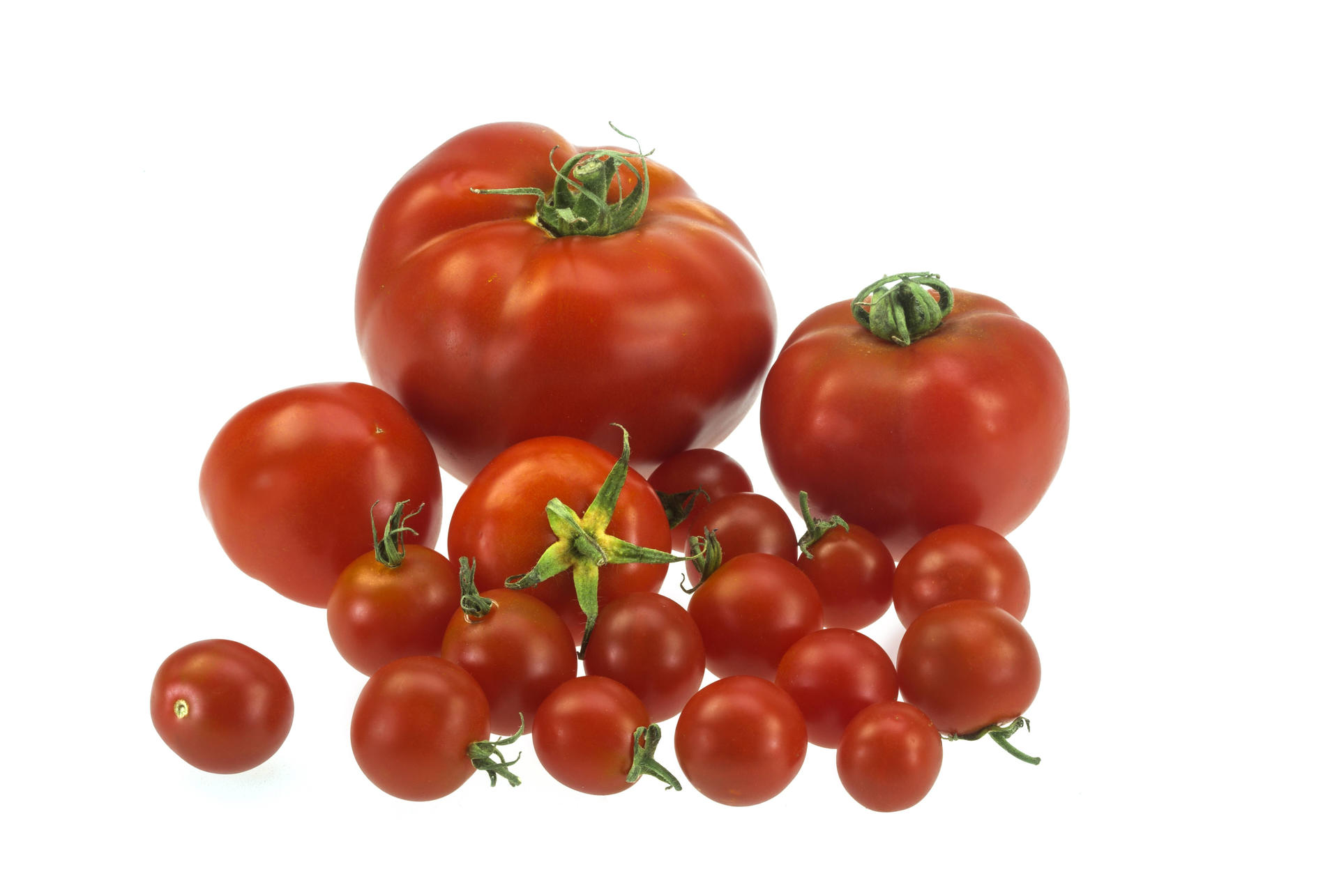Tomaten sind gesund. In Mini-Form werden sie immer beliebter. 