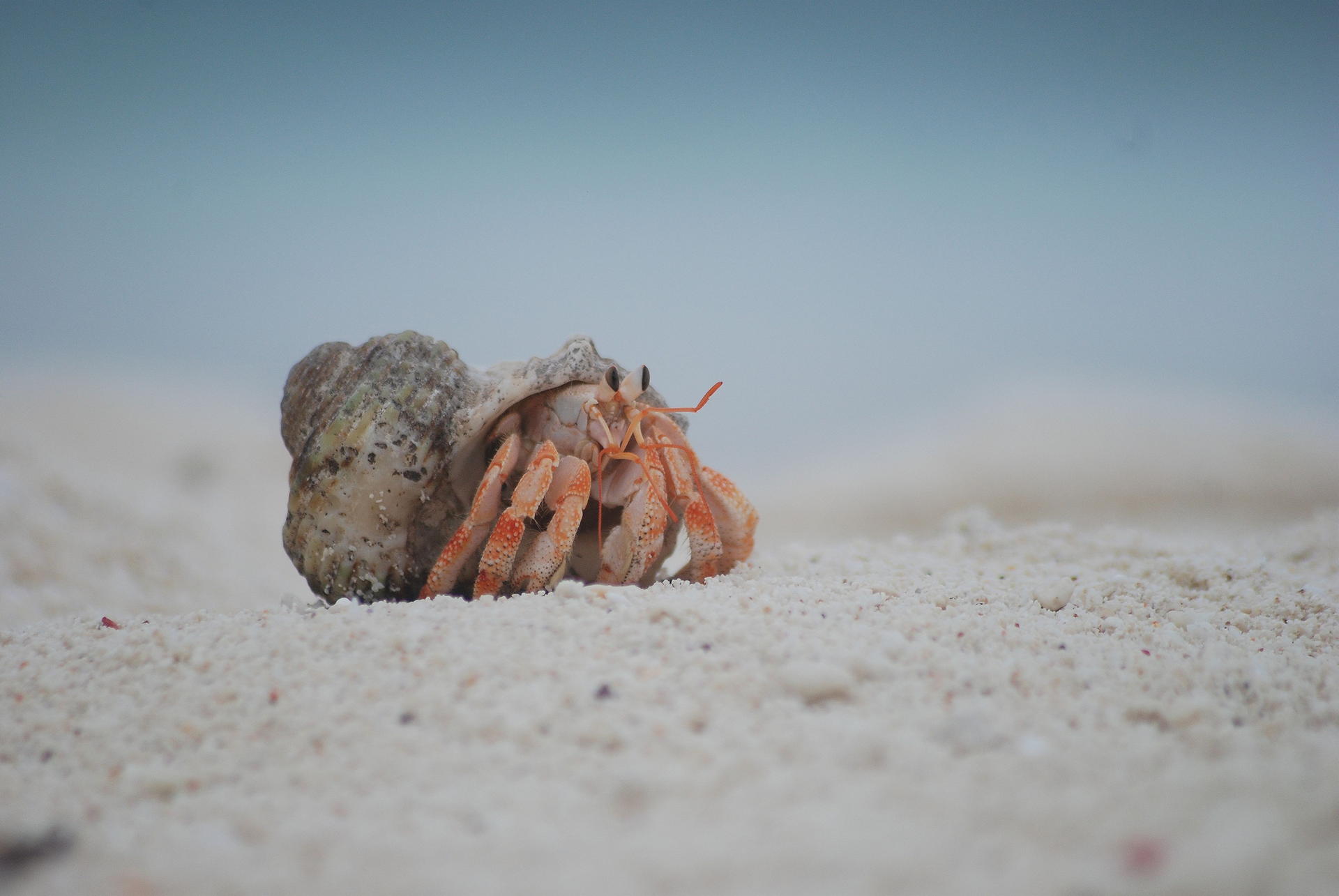Einsiedlerkrebse in allen Größen wandern am Strand und auf Wegen.