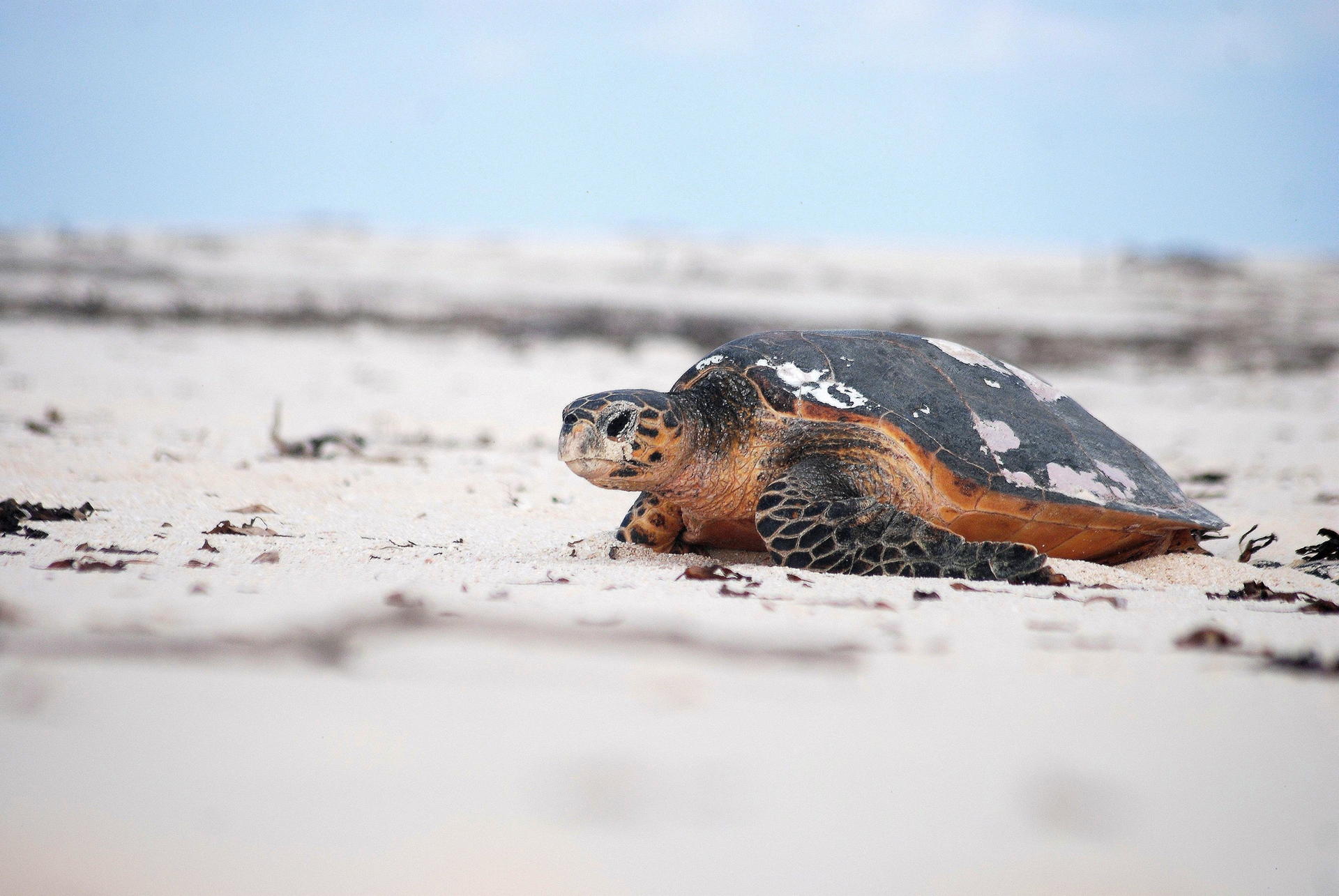 Der Panzer der Wasserschildkröte ist wertvoll. Der Verzehr des Fleischs der Echten Karettschildkröte kann, wenn sie zuvor giftige Meerestiere gefressen hat, bei Menschen zum Tode führen.  